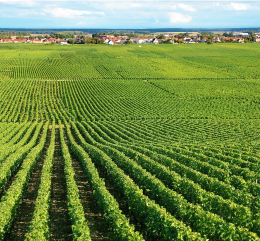 Servicios Plantaciones 01