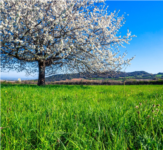 Servicios Plantaciones 02