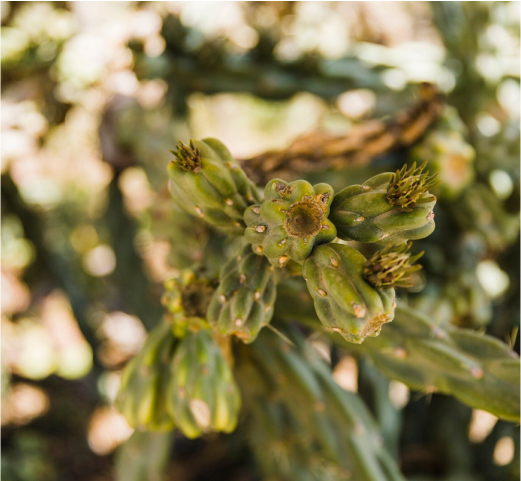 Servicios Plantaciones 03